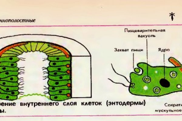 Kraken гидра